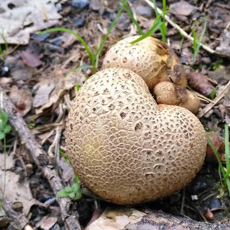 Fewo Well Gladenbach Екстериор снимка
